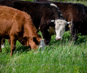 Cover photo for Grass Tetany in Cattle