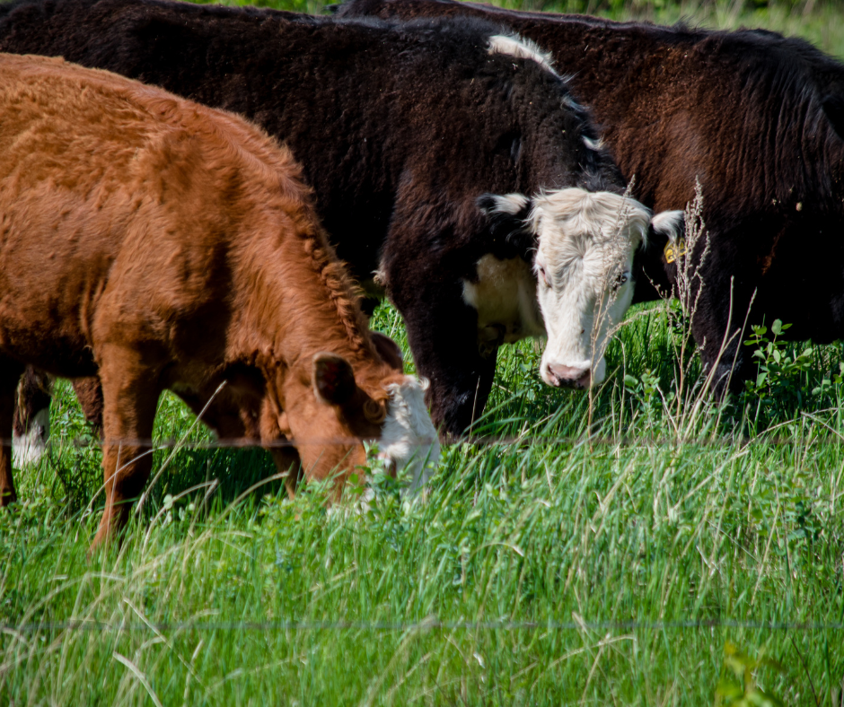 Cows grazing in a field.