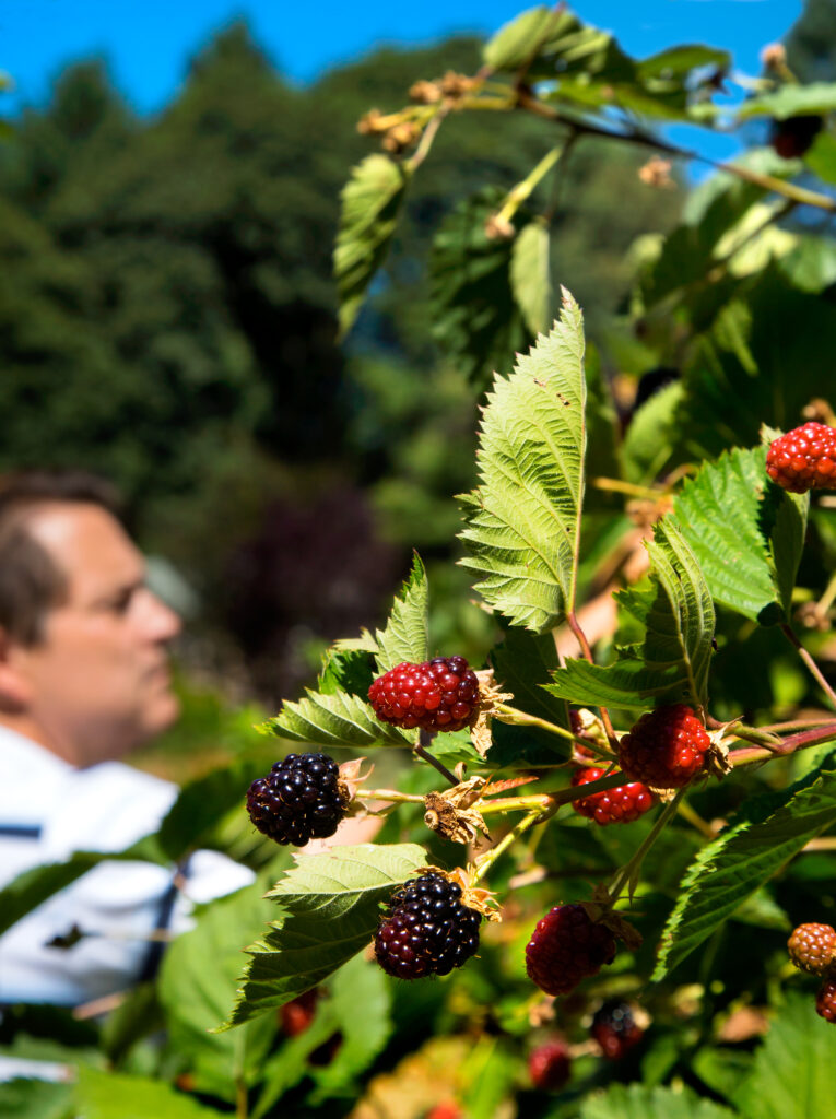 A blackberry bush with berries.