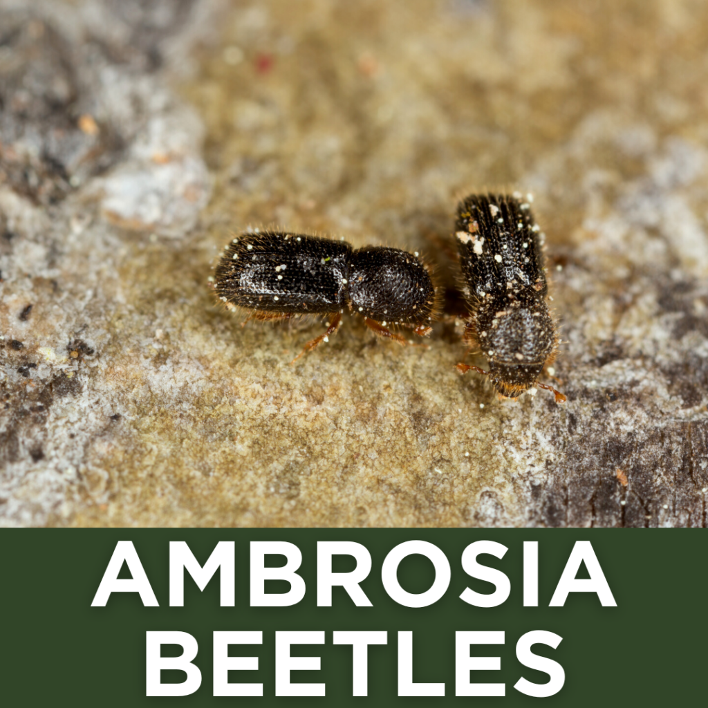 Ambrosia Beetles, Beetles on Tree, What are these Bugs on my Tree, Brown Fuzzy Bugs Tree,