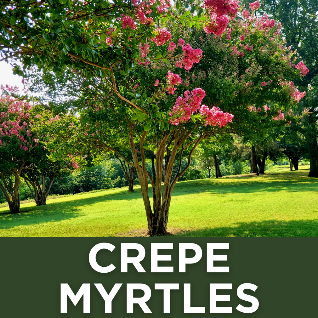 Crepe Myrtles, Crepe Myrtles NC, What are Crepe Myrtles, How to Care for Crepe Myrtles, Pruning Trees, Pruning Crepe Myrtles, Trees with Pink Flowers