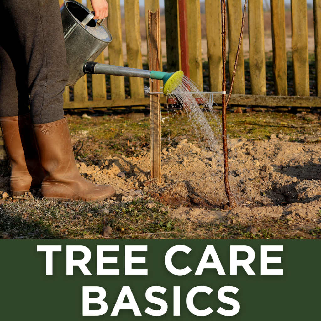 Tree Care Basics, How to Care for Trees, Tree Planting for Dummies