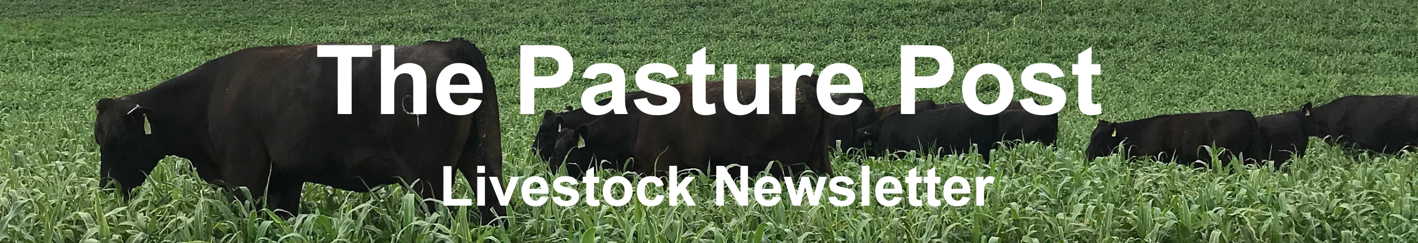 The Pasture Post Livestock Newsletter Banner