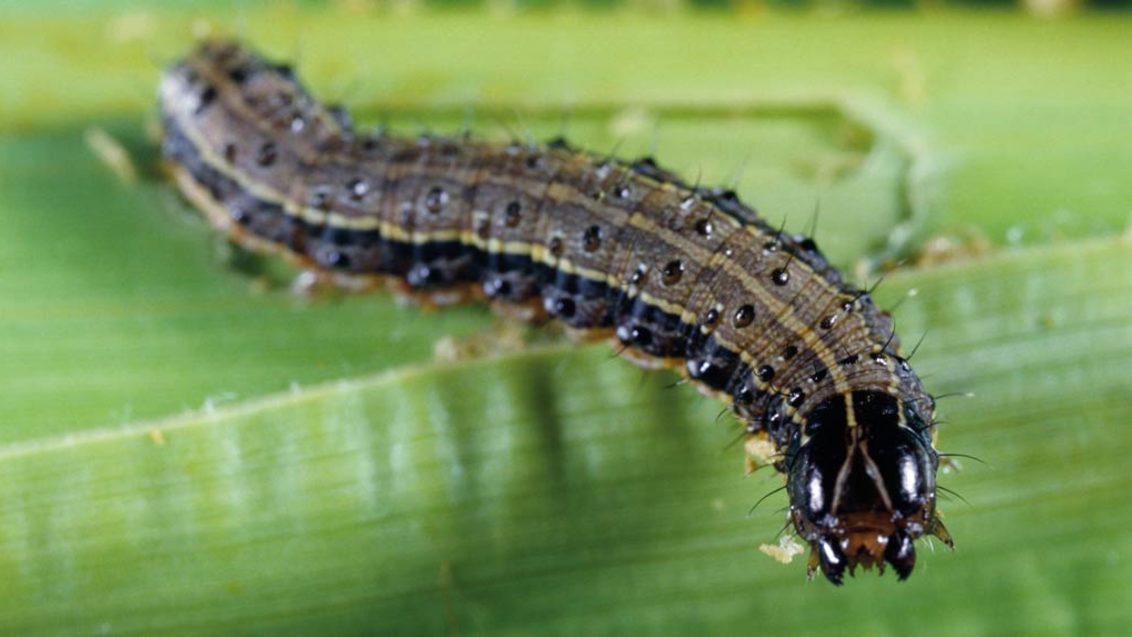 fall army worm on green background