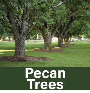 Row of Pecan trees, pecan tree care, pecans, nuts