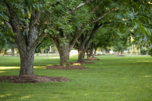 pecan trees, pecan, trees, nut, seed, shell