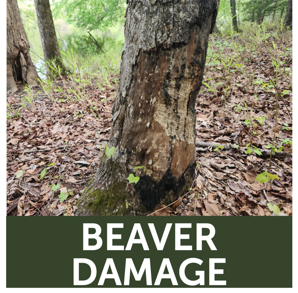 Tree Trunk with beaver damage showing