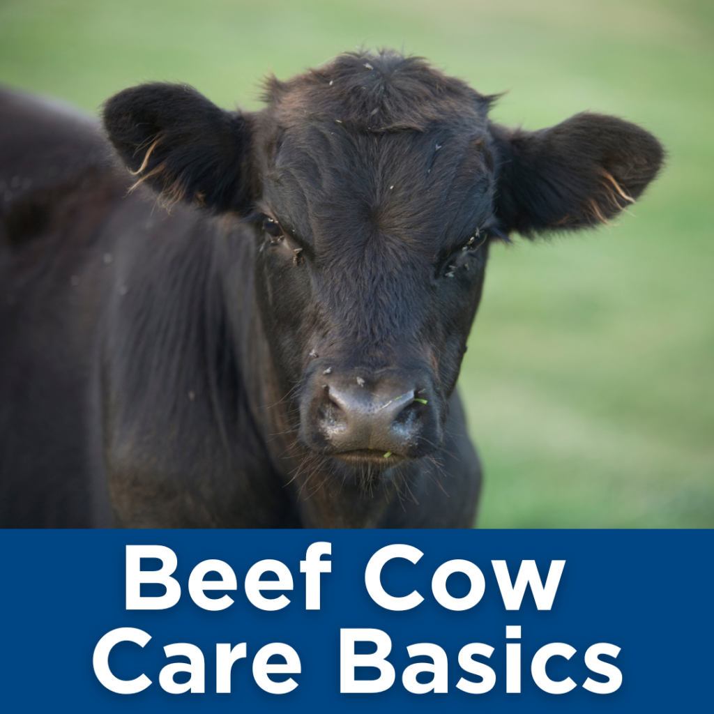 Black Cow with words Beef Cow Care Basics