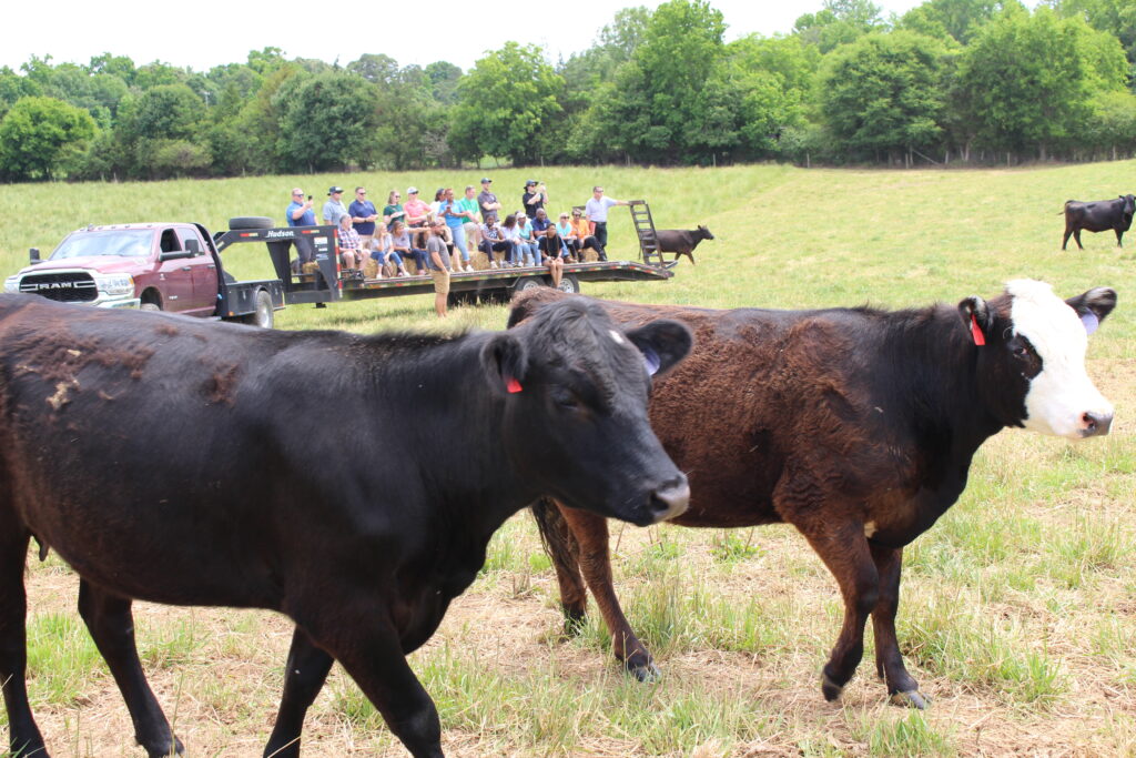 Attendees on a hayride in the middle of a pasture surrounded by cows. 